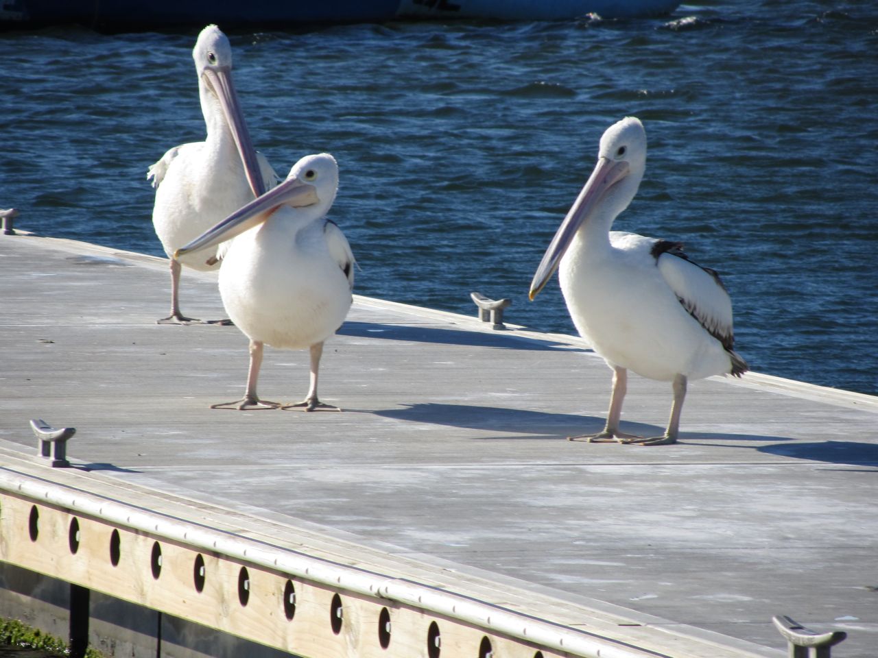 Lakes Entrance pelicans.