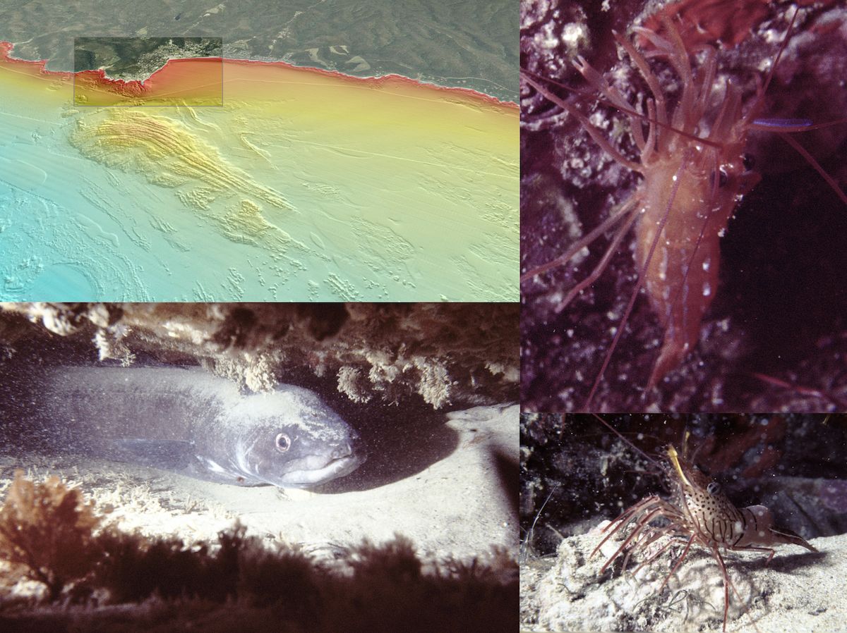 detailed survey of reef off Point Grey, conger eel in ledge, shrimp co-inhabitants